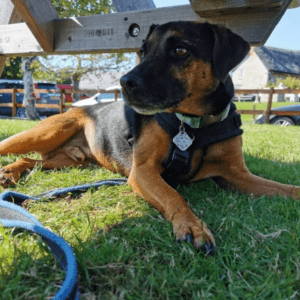 Sessions: Quantum Scalar Session for Dogs